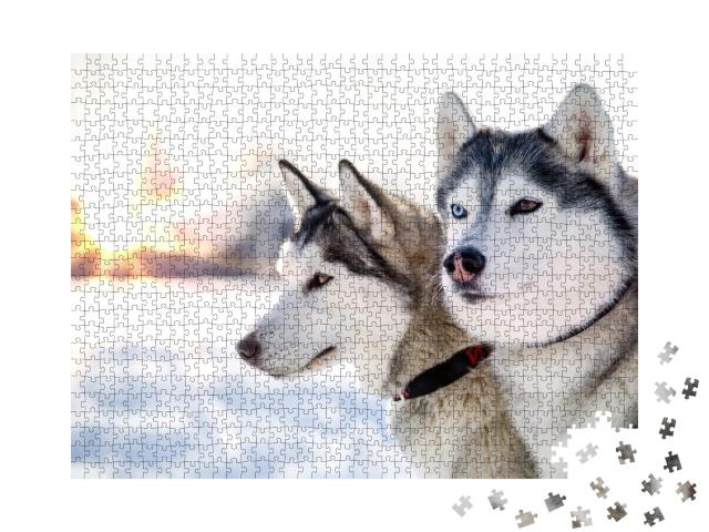Puzzle de 1000 pièces « Deux huskies sibériens dans un coucher de soleil hivernal »