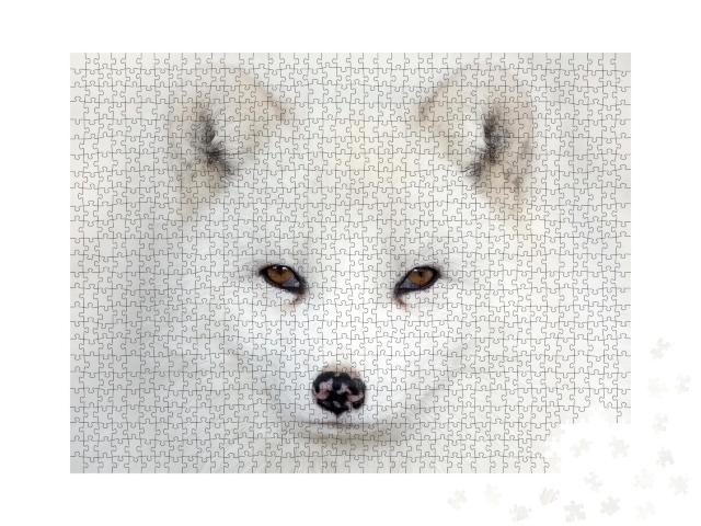 Puzzle de 1000 pièces « Face à face avec un renard polaire »