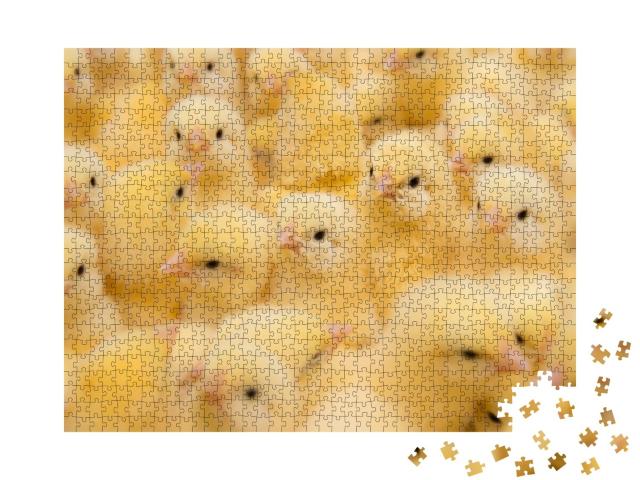 Puzzle de 1000 pièces « Poussins nouveau-nés »