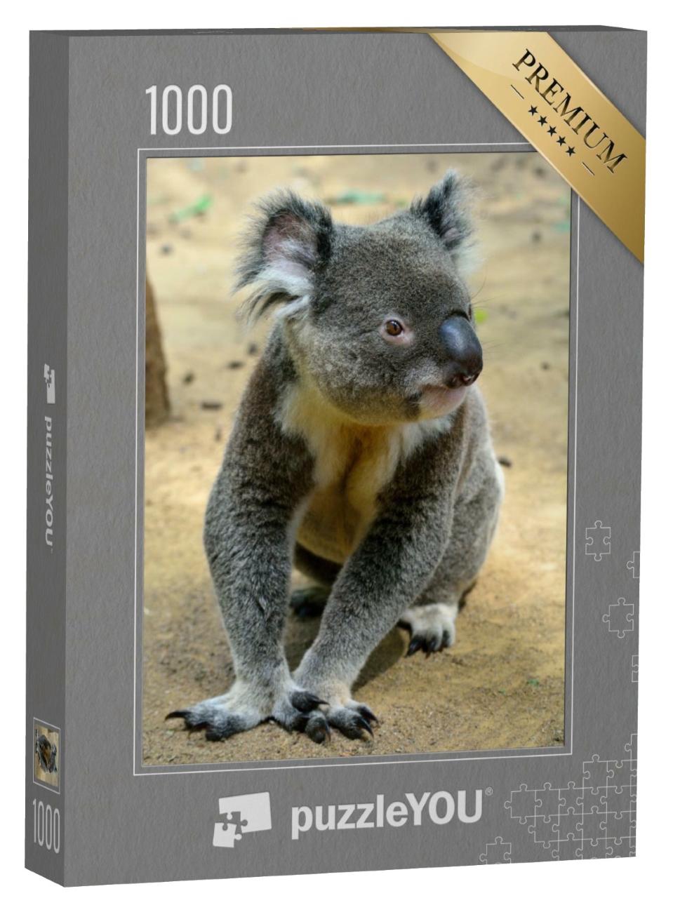 Puzzle de 1000 pièces « Koala, assis sur le sol, Queensland, Australie »