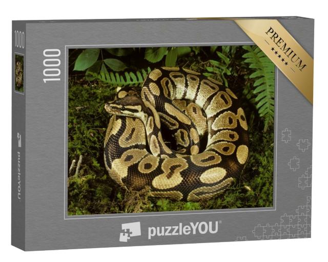 Puzzle de 1000 pièces « Magnifique python sphérique d'Afrique »