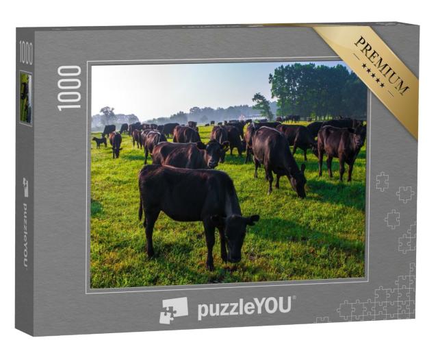 Puzzle de 1000 pièces « Un troupeau de vaches noires Aberdeen Angus dans l'herbe verte »