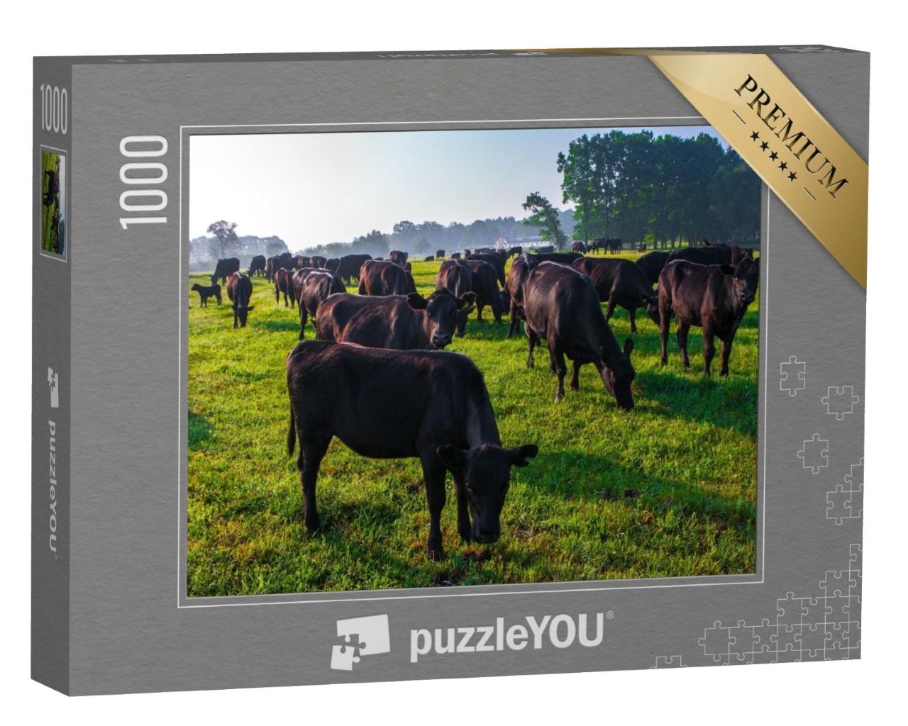 Puzzle de 1000 pièces « Un troupeau de vaches noires Aberdeen Angus dans l'herbe verte »