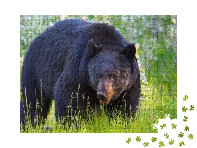 Puzzle de 1000 pièces « Ours noir sauvage dans les parcs nationaux de Banff et Jasper, Canada »