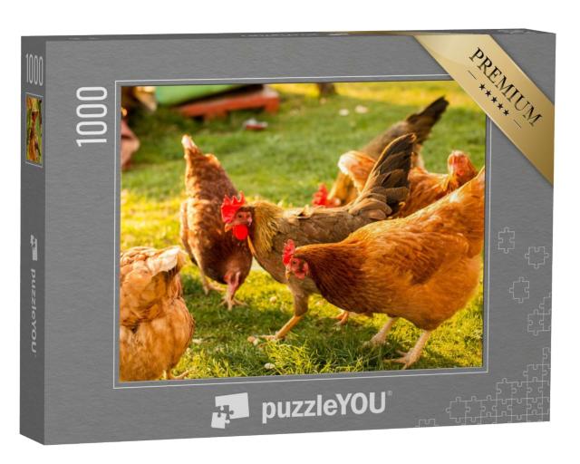 Puzzle de 1000 pièces « Poulets en liberté dans une ferme »