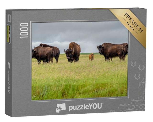 Puzzle de 1000 pièces « Un troupeau de bisons des prairies avec un veau, Canada »
