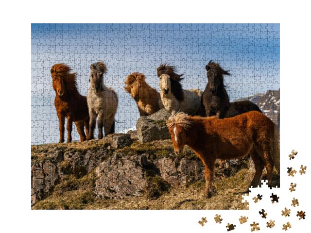 Puzzle de 1000 pièces « Un troupeau de chevaux islandais dans le vent rude »