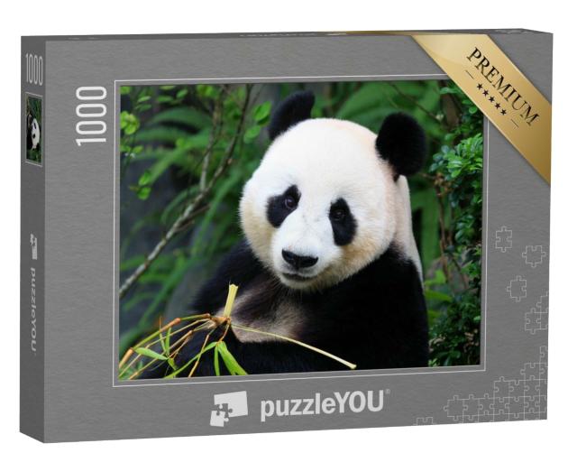 Puzzle de 1000 pièces « Un panda se régale de pousses de bambou »