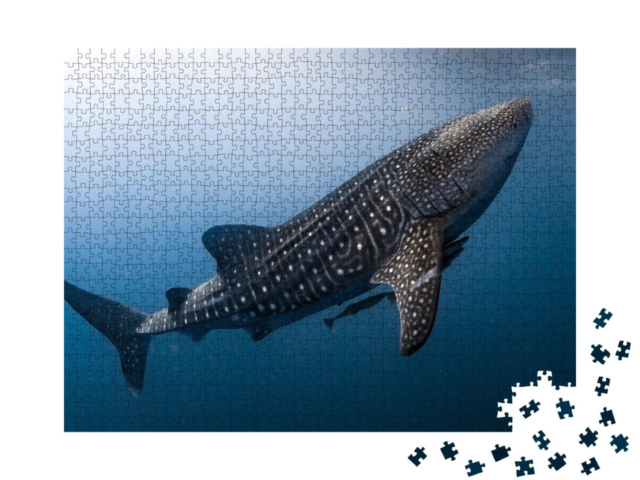Puzzle de 1000 pièces « Requin baleine en Papouasie »