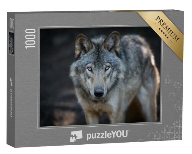 Puzzle de 1000 pièces « Gros plan sur un loup gris dans les forêts canadiennes »