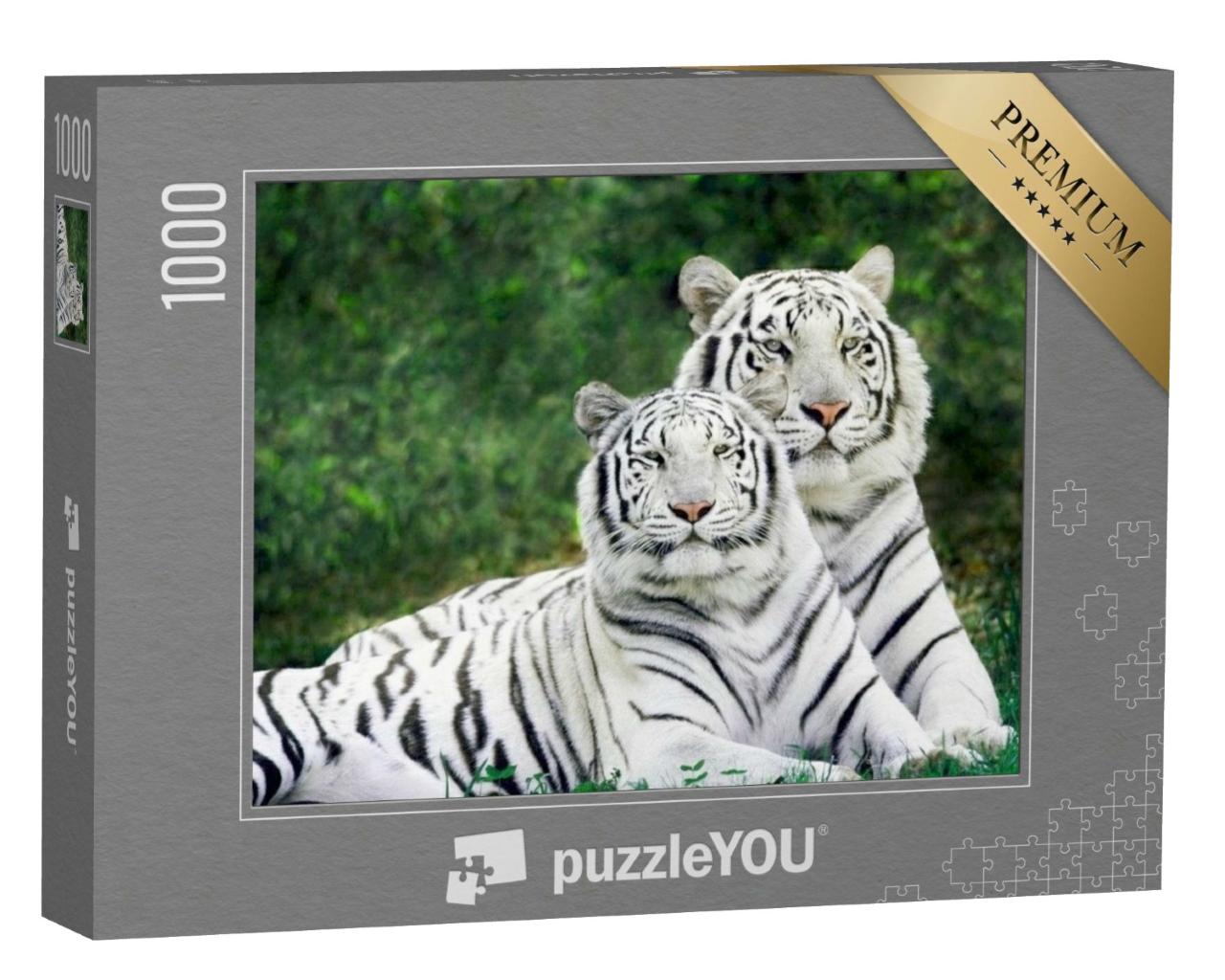 Puzzle de 1000 pièces « Deux magnifiques tigres blancs »