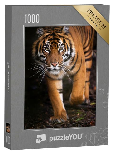 Puzzle de 1000 pièces « Jeune tigre de Sumatra »