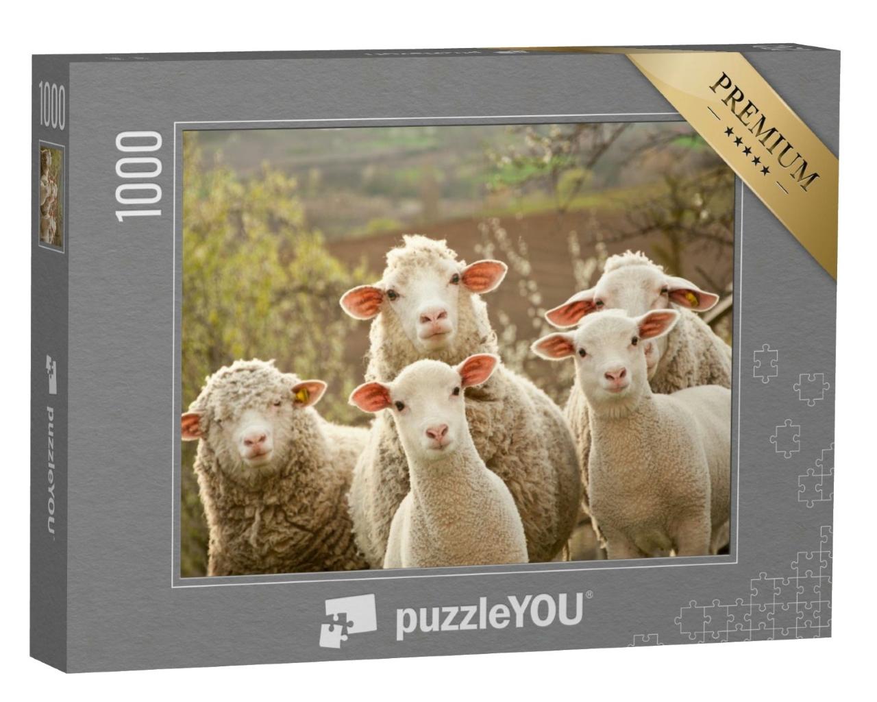Puzzle de 1000 pièces « Des moutons curieux »