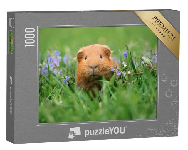 Puzzle de 1000 pièces « Mignon cochon d'Inde dans l'herbe »