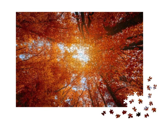 Puzzle de 1000 pièces « Coiffes d'arbres multicolores dans la forêt d'automne »