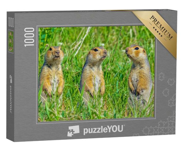Puzzle de 1000 pièces « Famille d'écureuils terrestres »