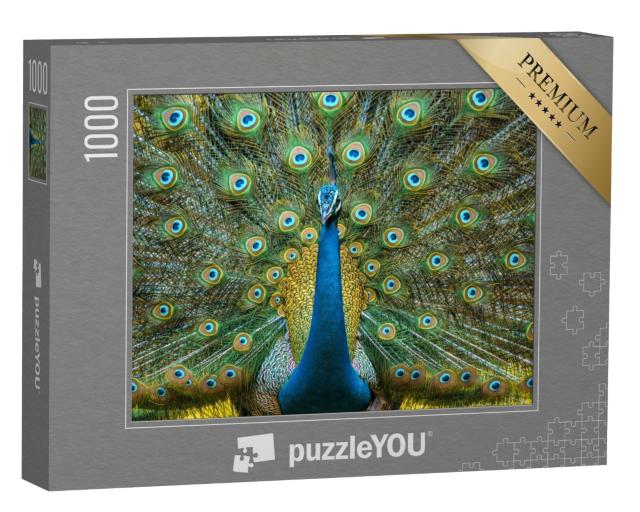 Puzzle de 1000 pièces « Peacock, oiseau national de l'Inde »