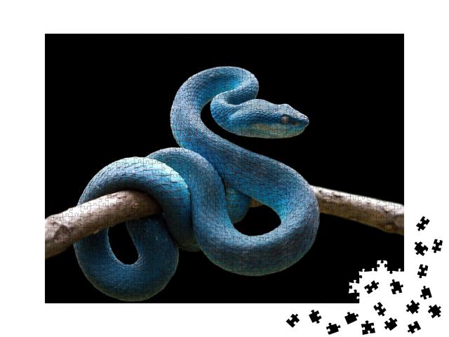 Puzzle de 1000 pièces « Couleuvre vipérine bleue sur branche, Trimeresurus Insularis »