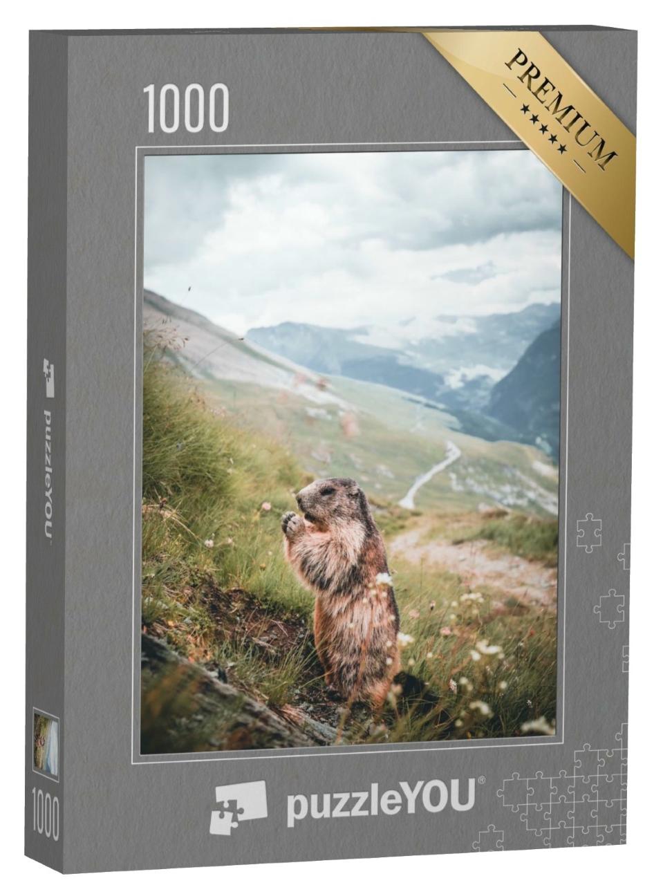 Puzzle de 1000 pièces « Marmotte des Alpes sur un versant de montagne en Autriche »