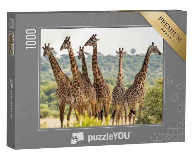 Puzzle de 1000 pièces « Troupeau de girafes dans le parc national de Tarangire, Tanzanie »