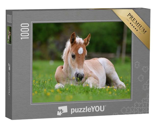 Puzzle de 1000 pièces « Magnifique poulain dans l'herbe »