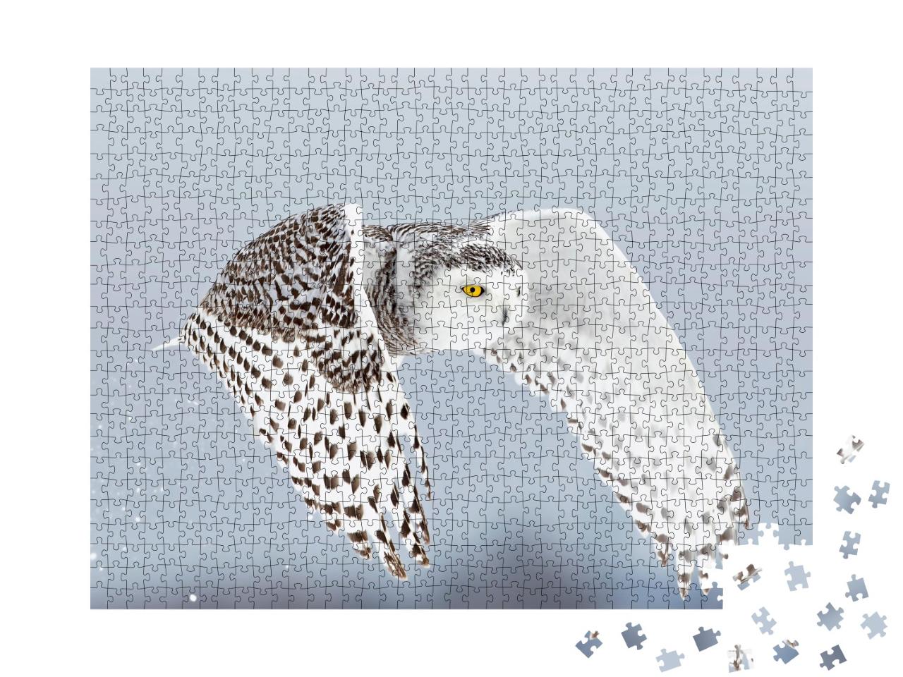 Puzzle de 1000 pièces « Chouette des neiges, Bubo scandiacus, Ottawa, Canada »