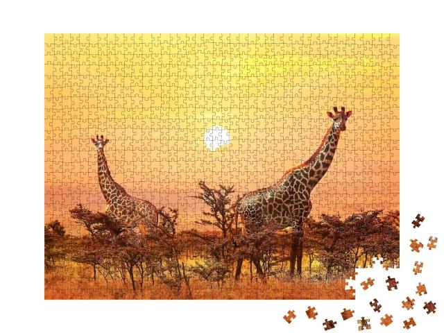 Puzzle de 1000 pièces « Majestueuses girafes au coucher du soleil »