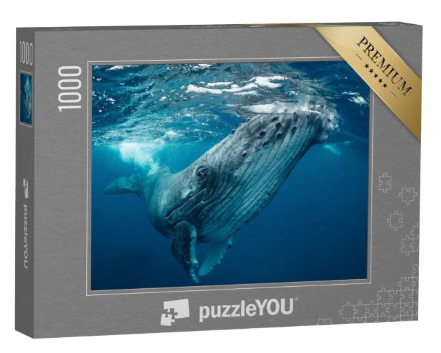 Puzzle de 1000 pièces « Baleines, Tonga »
