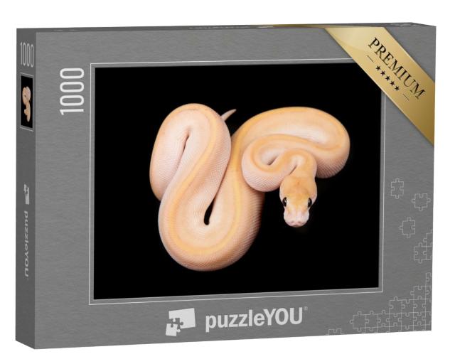Puzzle de 1000 pièces « Python boule ou python royal à la peau claire »