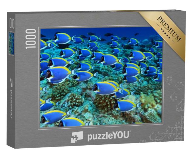 Puzzle de 1000 pièces « Banc de poissons-docteurs dans le récif corallien »