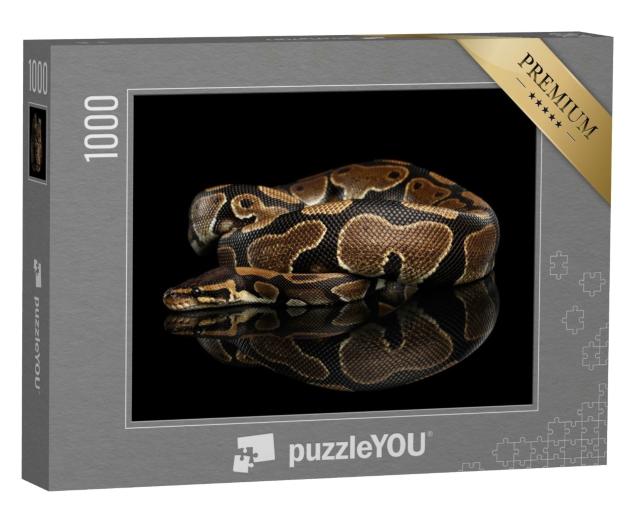Puzzle de 1000 pièces « Gros plan sur un python royal »
