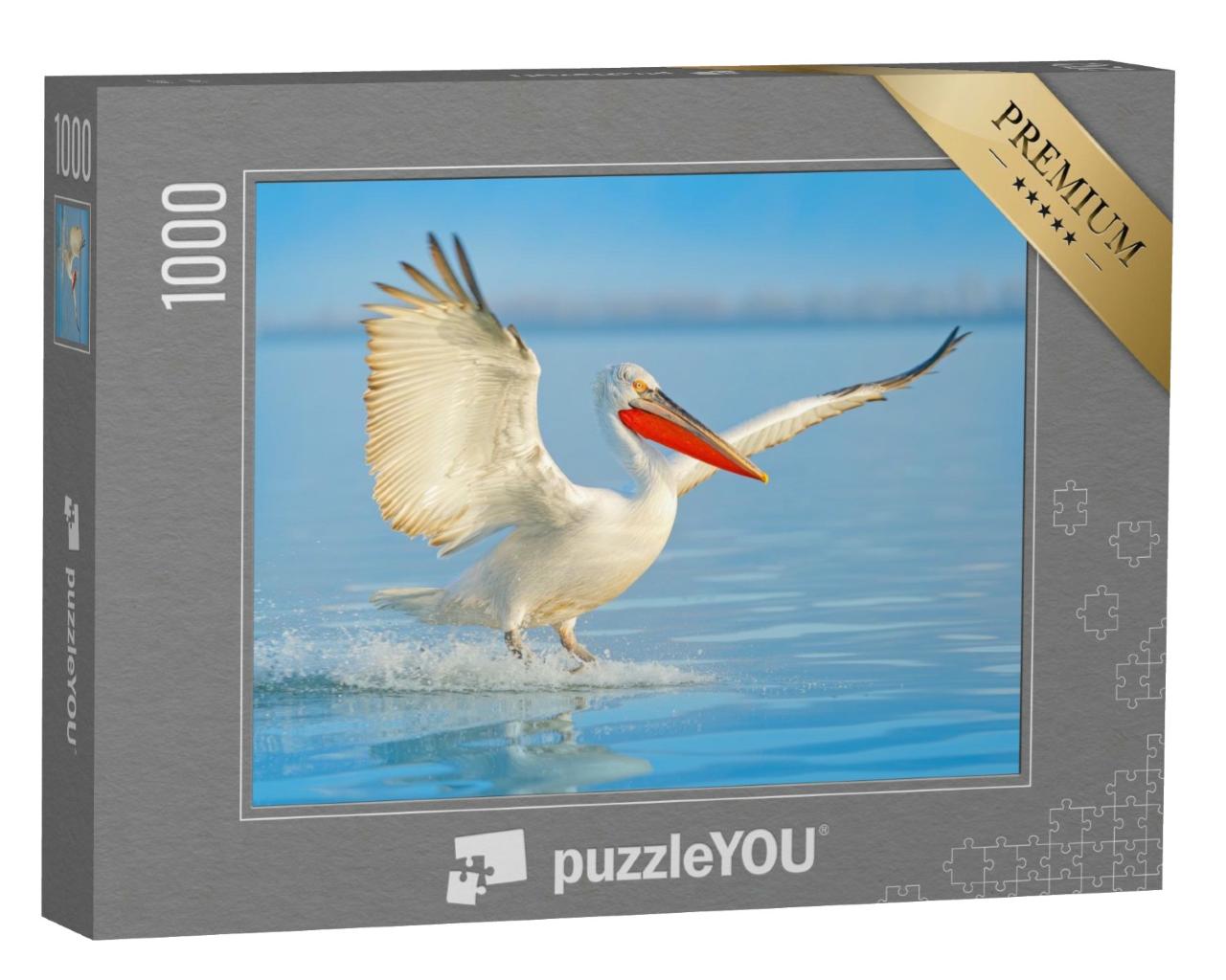 Puzzle de 1000 pièces « Pélican frisé à son atterrissage dans le lac »
