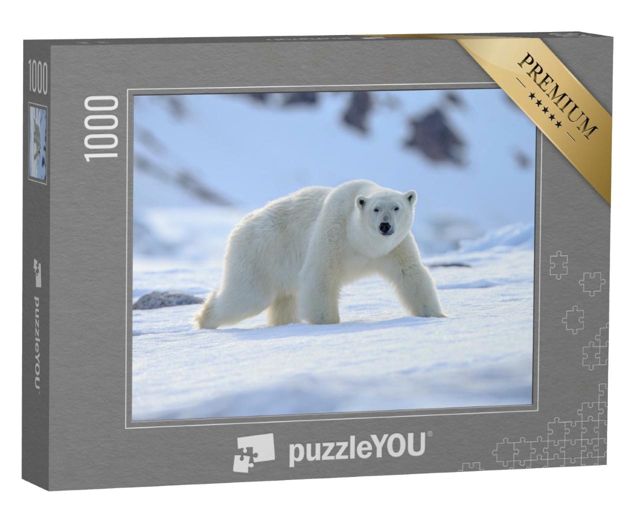 Puzzle de 1000 pièces « Un ours polaire, Ursus maritimus »