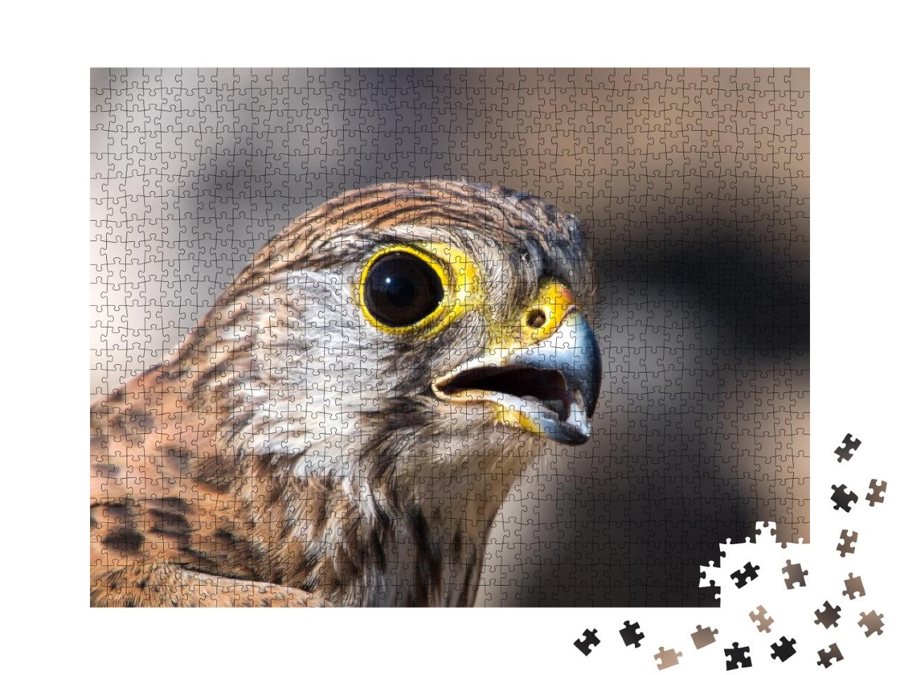 Puzzle de 1000 pièces « Portrait d'un faucon crécerelle »