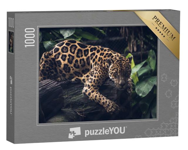 Puzzle de 1000 pièces « Jaguar, Panthera Onca »