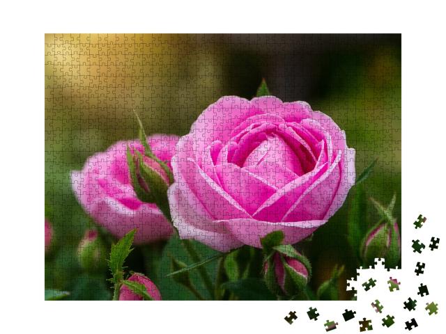 Puzzle de 1000 pièces « Fleur de rose rose de Damas ensoleillée »