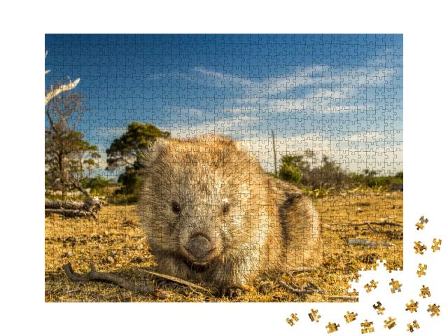 Puzzle de 1000 pièces « Gros plan sur un wombat originaire de Tasmanie »