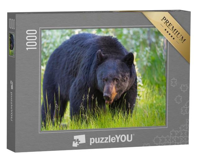 Puzzle de 1000 pièces « Ours noir sauvage dans les parcs nationaux de Banff et Jasper, Canada »