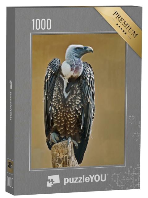 Puzzle de 1000 pièces « Exemplaire de vautour fauve de Rüppell »