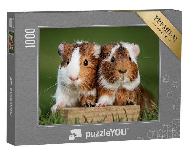 Puzzle de 1000 pièces « Deux cochons d'Inde »