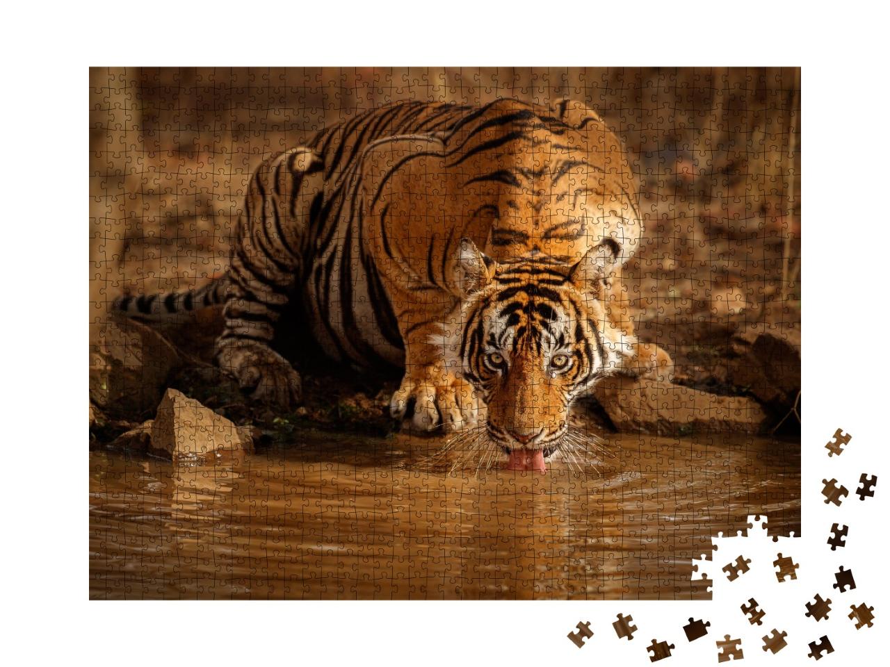 Puzzle de 1000 pièces « Tigre dans la nature : un tigre mâle boit de l'eau au Rajasthan, Inde »