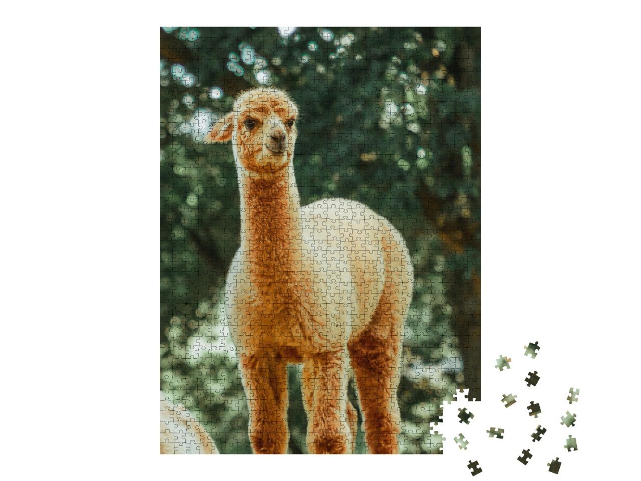 Puzzle de 1000 pièces « Le lama, un mammifère domestique très répandu en Amérique du Sud »