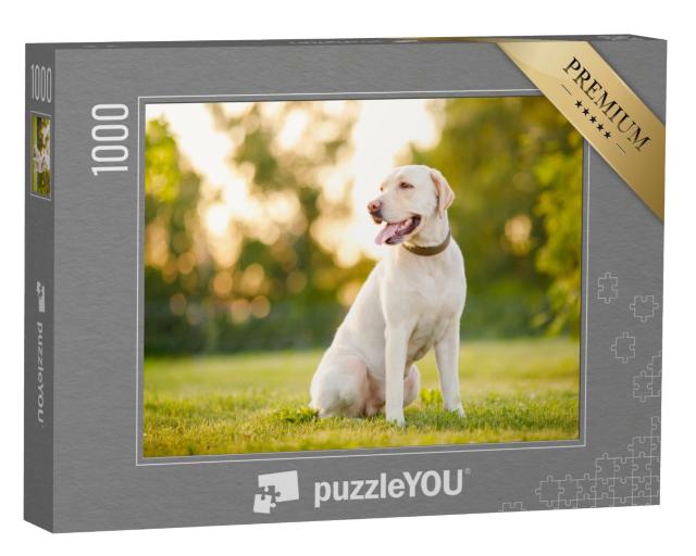 Puzzle de 1000 pièces « Labrador retriever attentif »