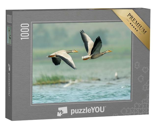 Puzzle de 1000 pièces « Oies blanches au-dessus des lacs de Bhigwan, Inde »