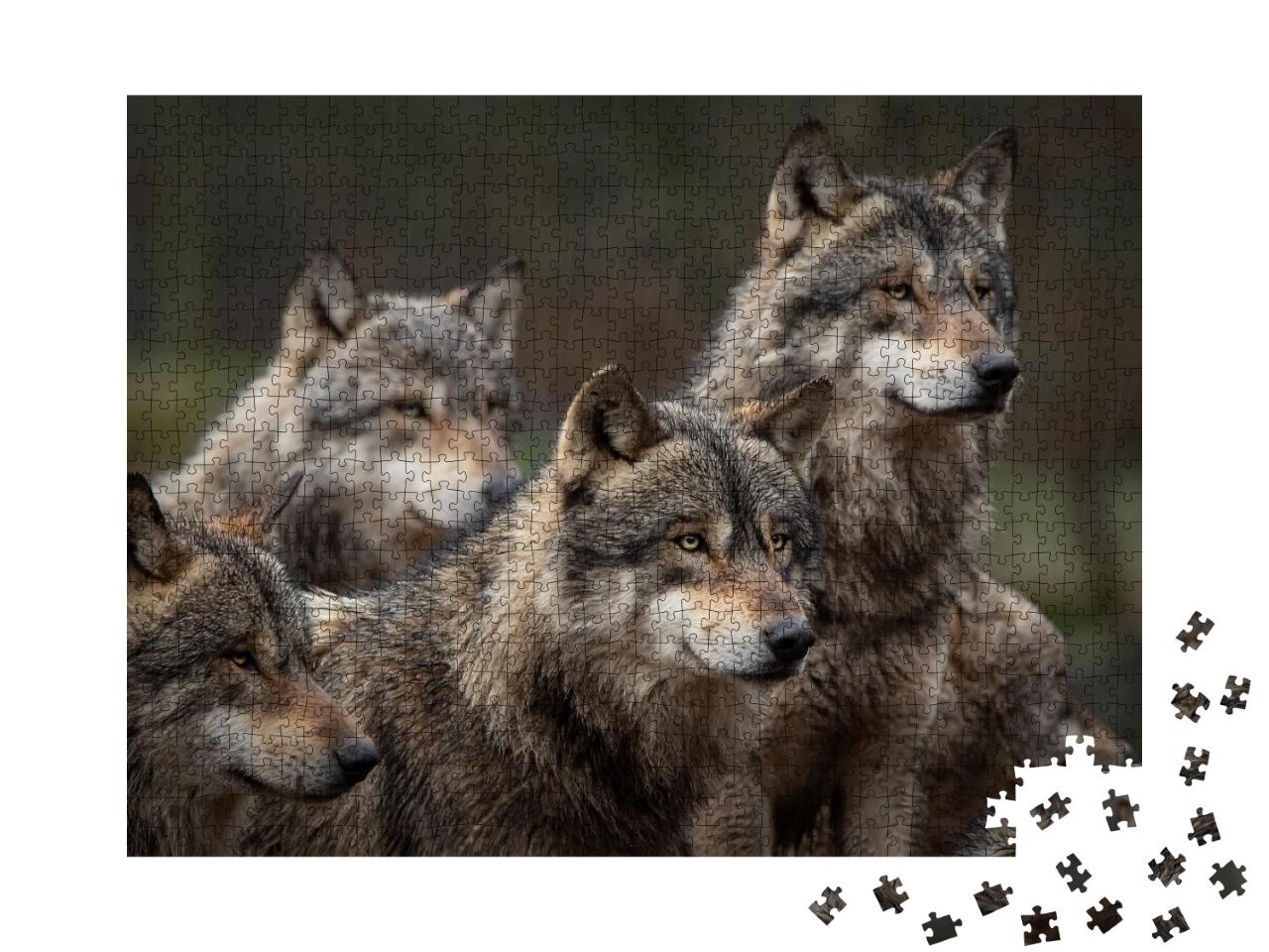 Puzzle de 1000 pièces « Meute de loups gris dans la forêt »