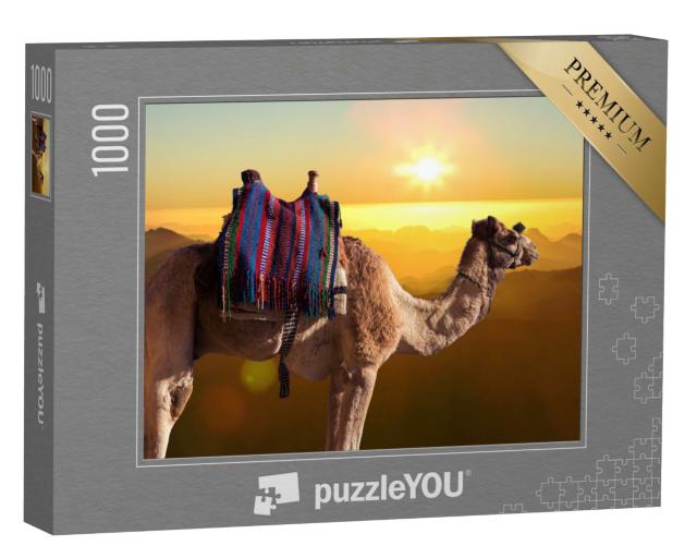 Puzzle de 1000 pièces « Chameau dromadaire devant la montagne de Saint Moïse, Égypte, Sinaï »
