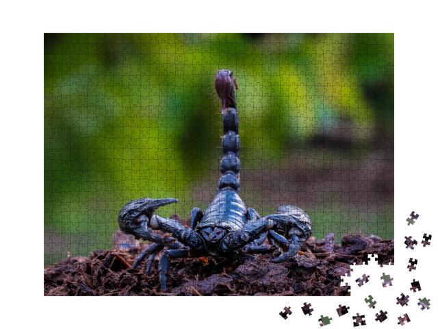 Puzzle de 1000 pièces « Scorpion noir orque, le scorpion géant mortel »
