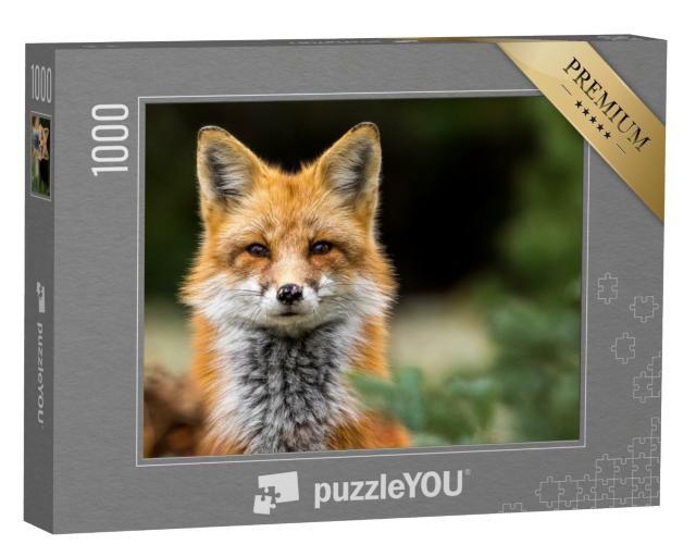 Puzzle de 1000 pièces « Les yeux dans les yeux avec un renard roux »