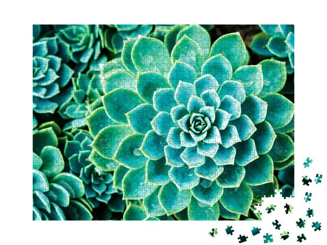 Puzzle de 1000 pièces « Cactus au Queen Sirikit Botanic Garden, Chiangmai, Thaïlande »