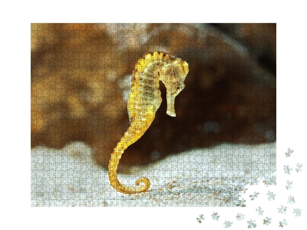 Puzzle de 1000 pièces « Hippocampes au fond de la mer »